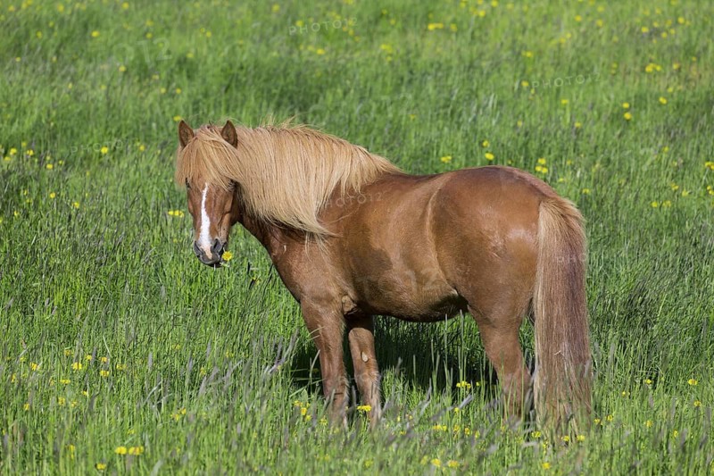 Brown Icelandic horse