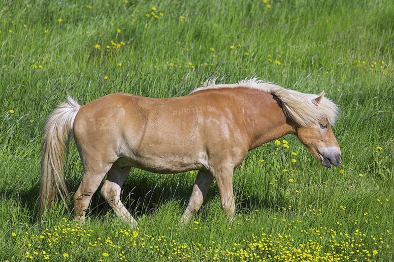 Palomino Icelandic horse