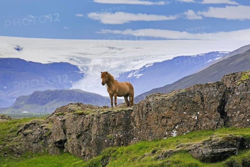 Brown Icelandic horse