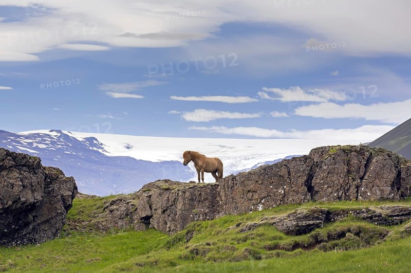 Brown Icelandic horse
