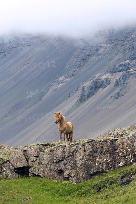 Brown Icelandic horse