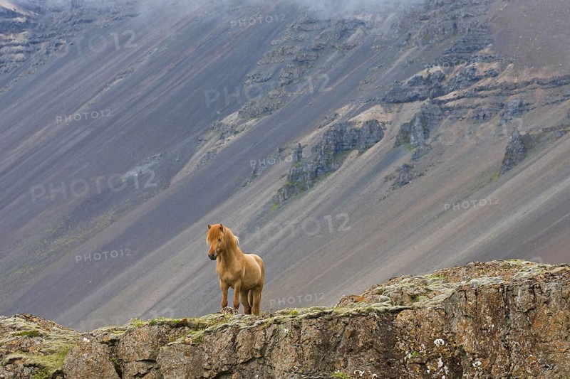 Brown Icelandic horse
