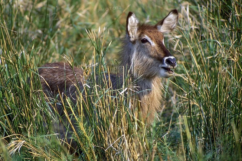 Waterbuck