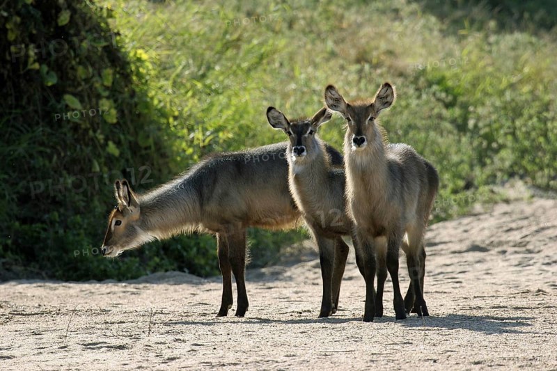 Waterbuck