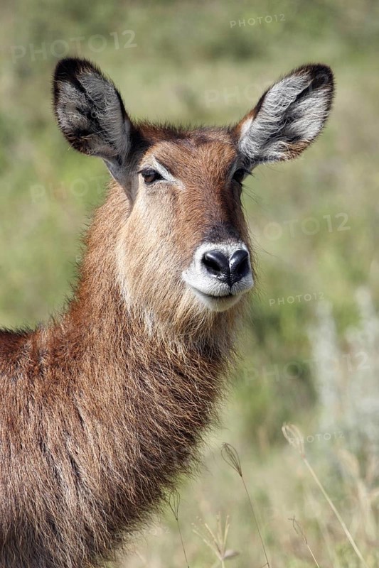 Female waterbuck