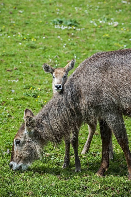 Waterbuck