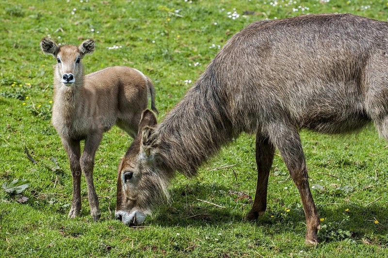 Waterbuck