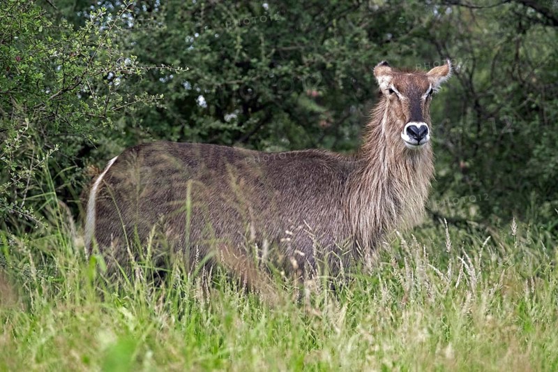 Waterbuck
