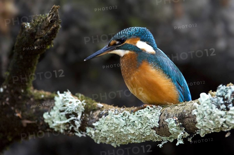 Common Kingfisher