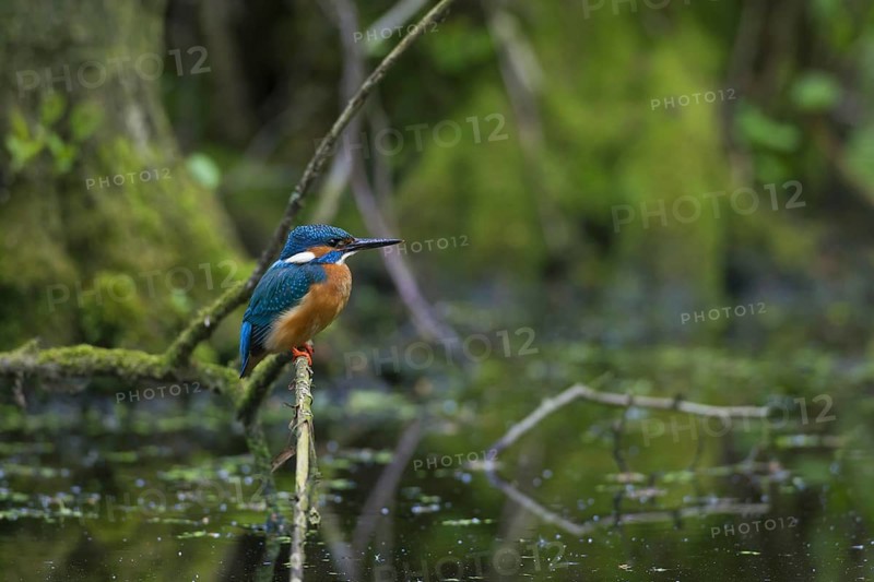 Common kingfisher