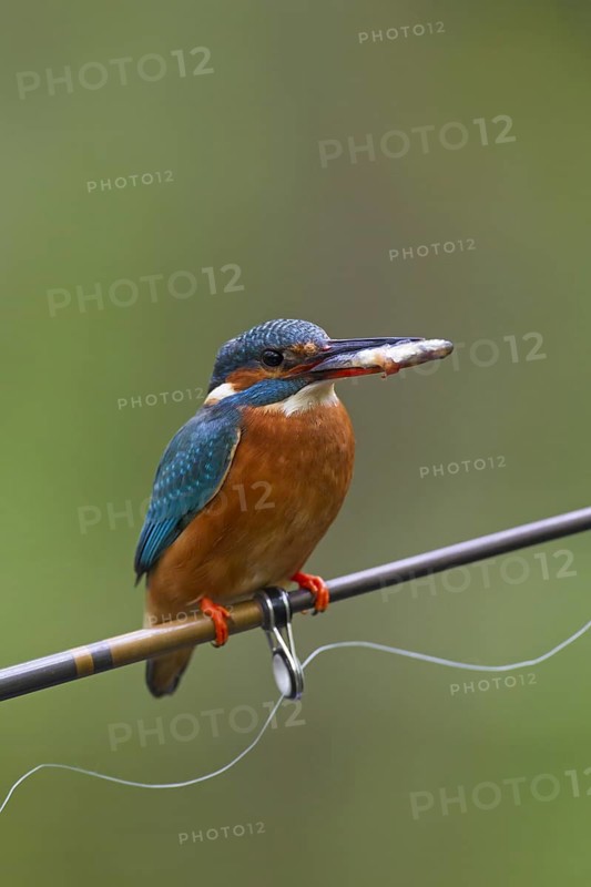 Common kingfisher