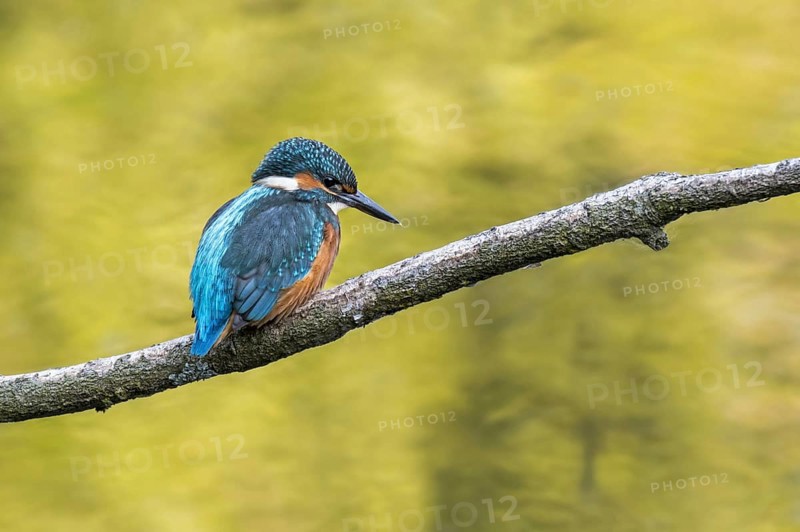 Common kingfisher