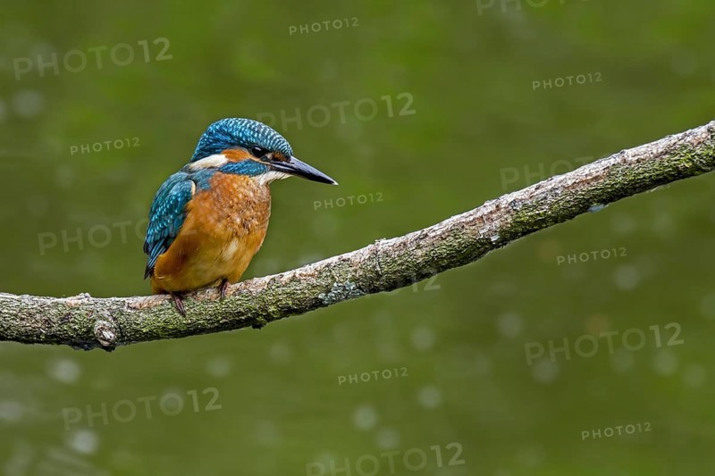 Common kingfisher
