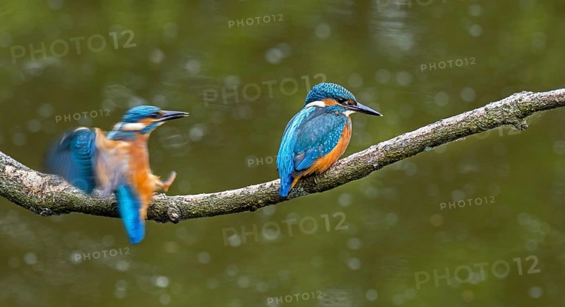 Two common kingfisher