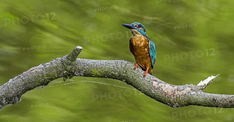Common kingfisher