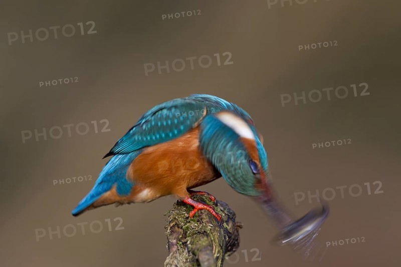 Common kingfisher