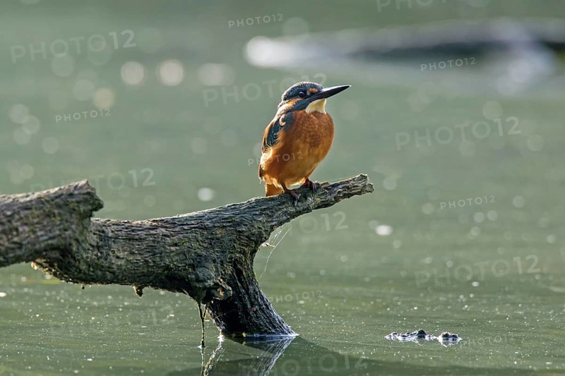 Common kingfisher