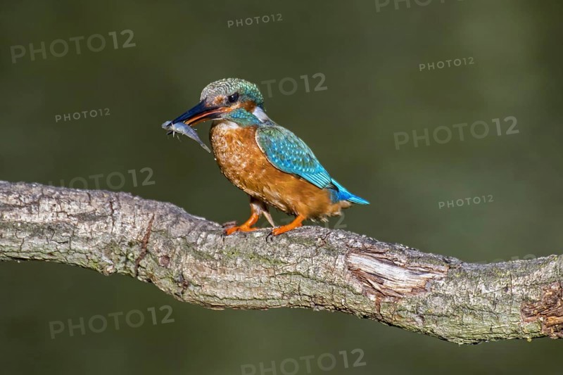 Common kingfisher