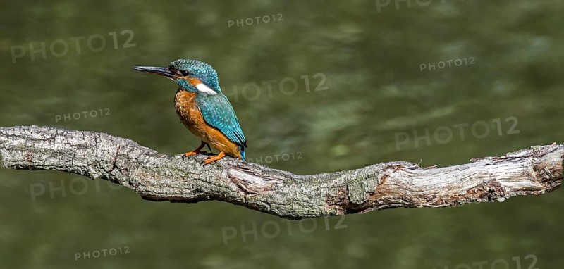 Common kingfisher