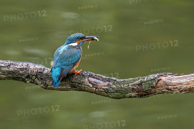 Common kingfisher