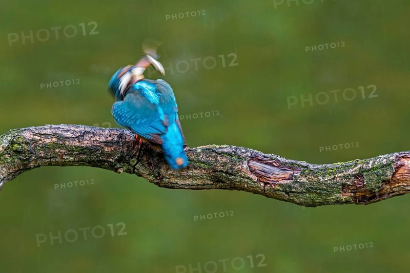 Common kingfisher