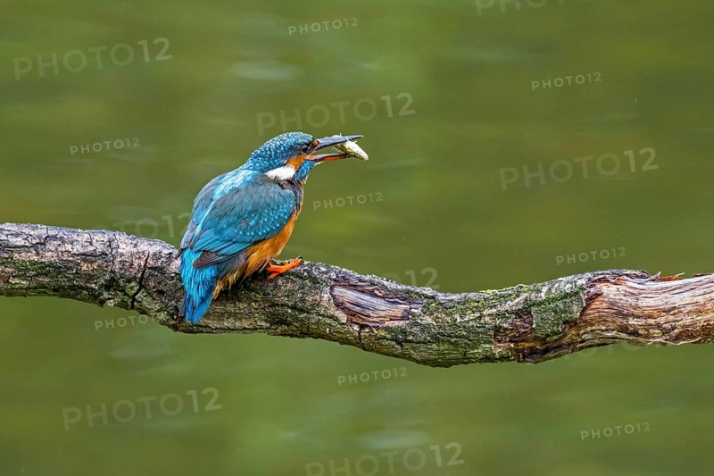 Common kingfisher