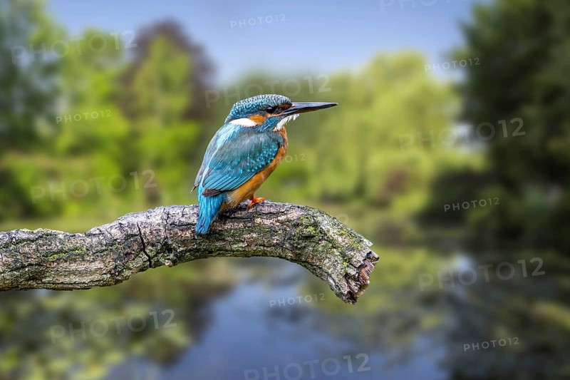 Common kingfisher