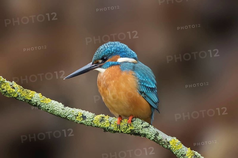 Common kingfisher