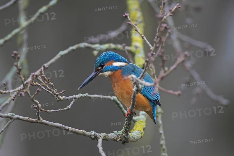 Common kingfisher