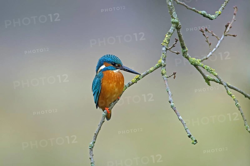 Common kingfisher