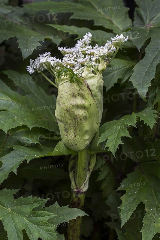 Giant hogweed