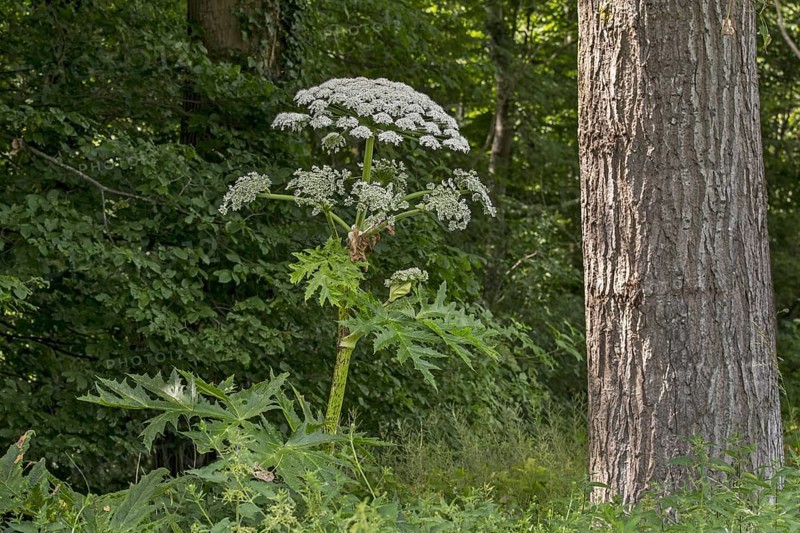Giant hogweed