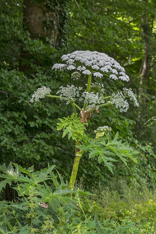 Giant hogweed