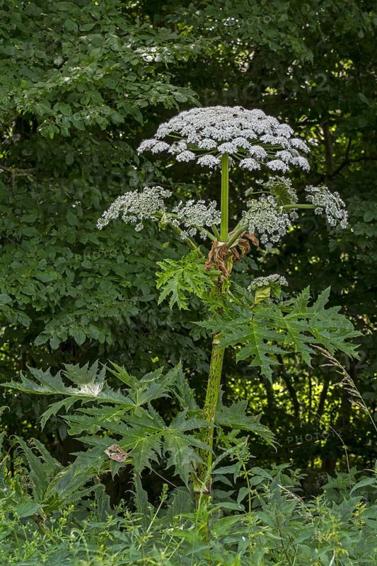 Giant hogweed