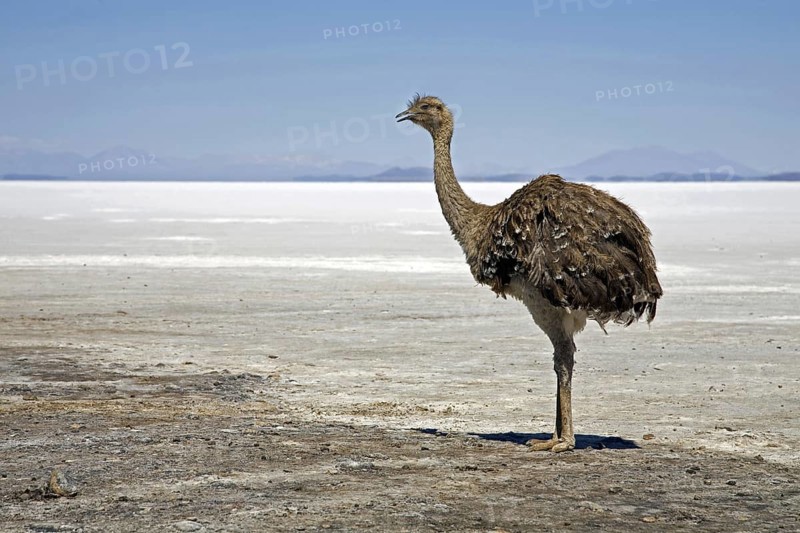 Lonely Greater Rhea