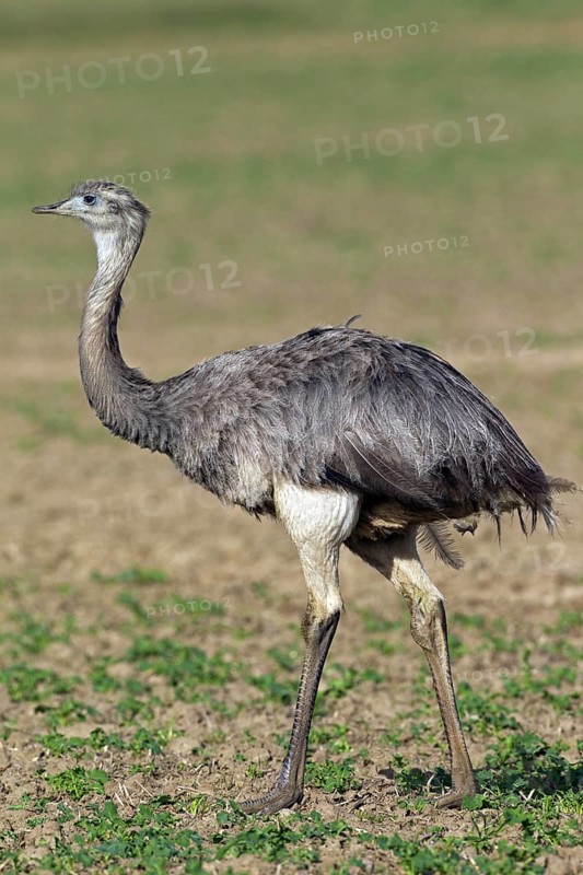 Greater Rhea