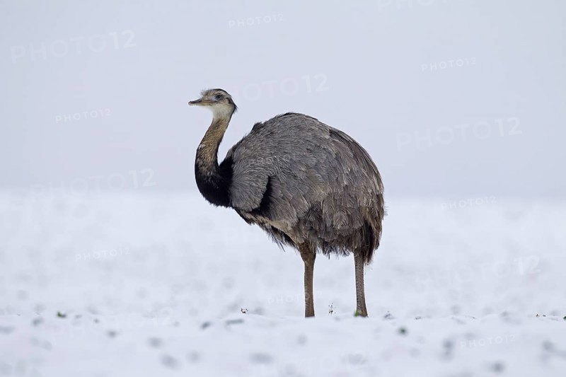 Greater Rhea