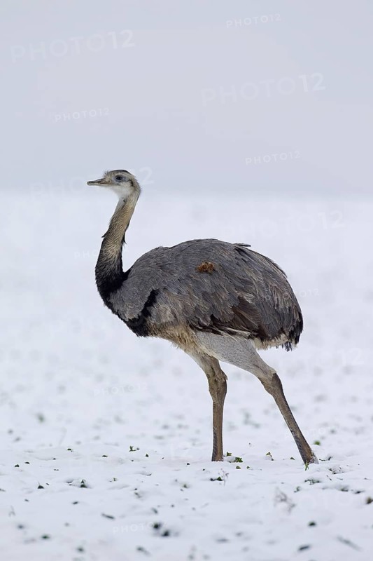 Greater Rhea