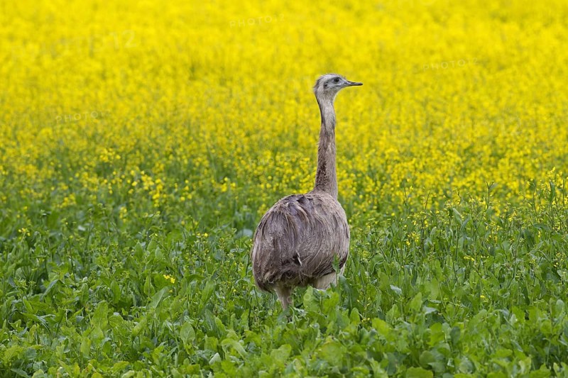 Greater rhea