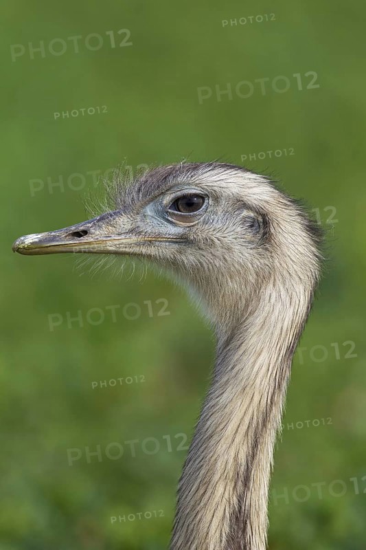 Greater rhea