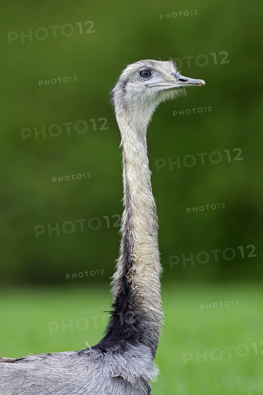 Greater rhea