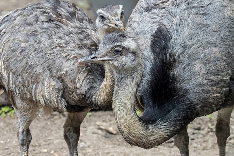 Greater rhea