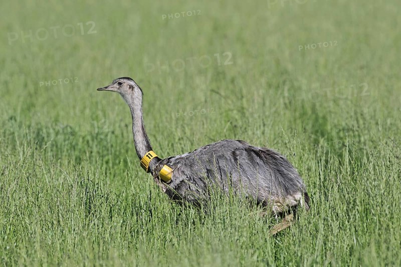 Greater rhea