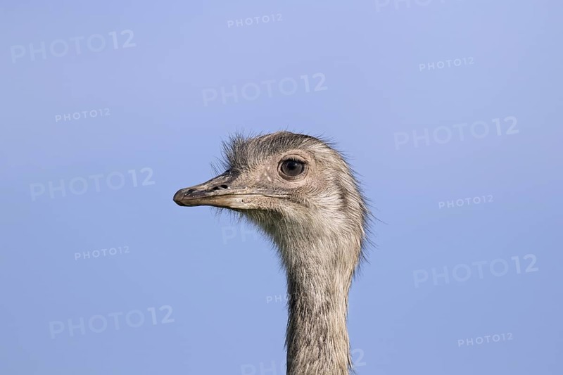 Greater rhea