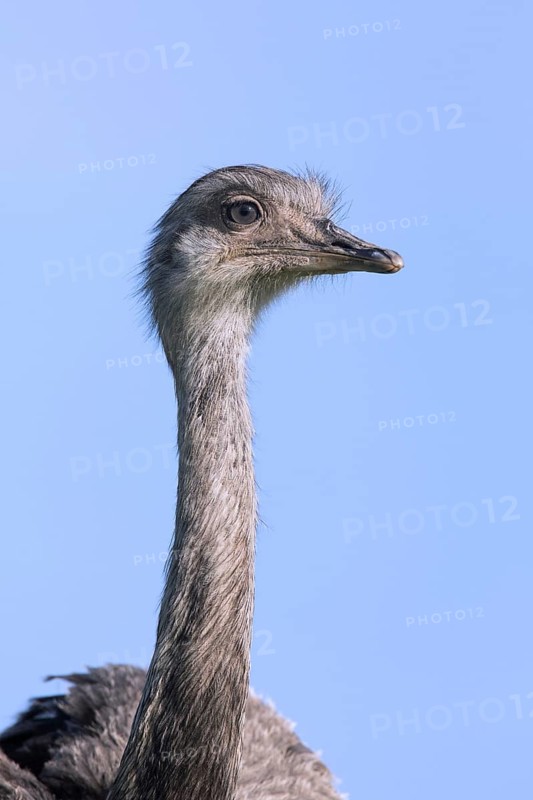 Greater rhea