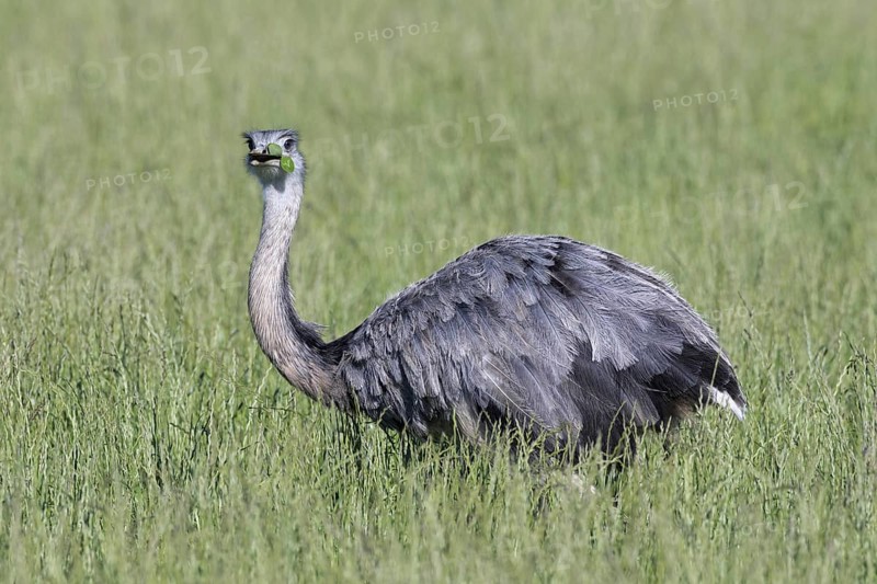 Greater rhea