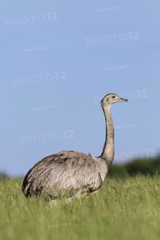Greater rhea