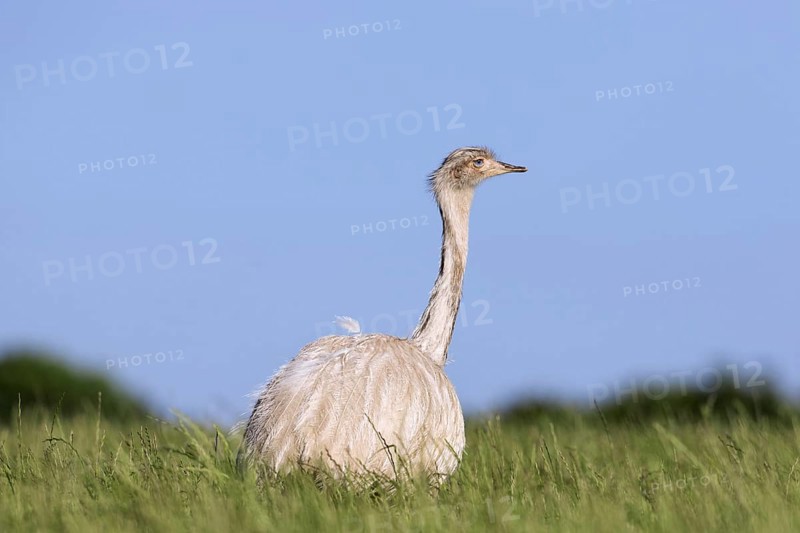 White greater rhea