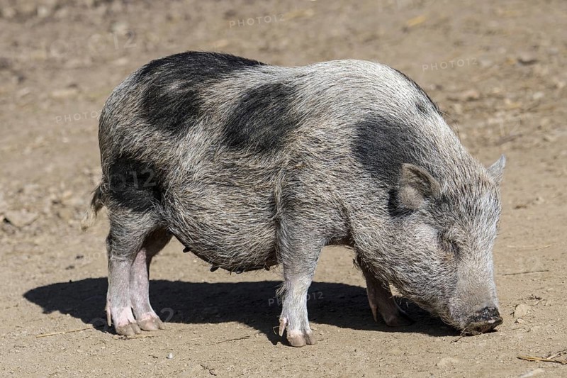Young Vietnamese Pot-bellied pig