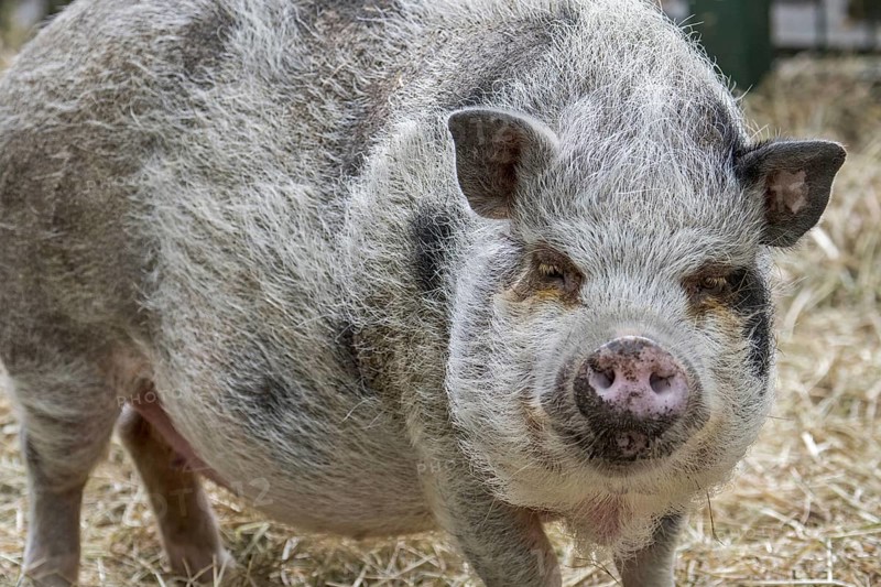 Vietnamese Pot-bellied pig